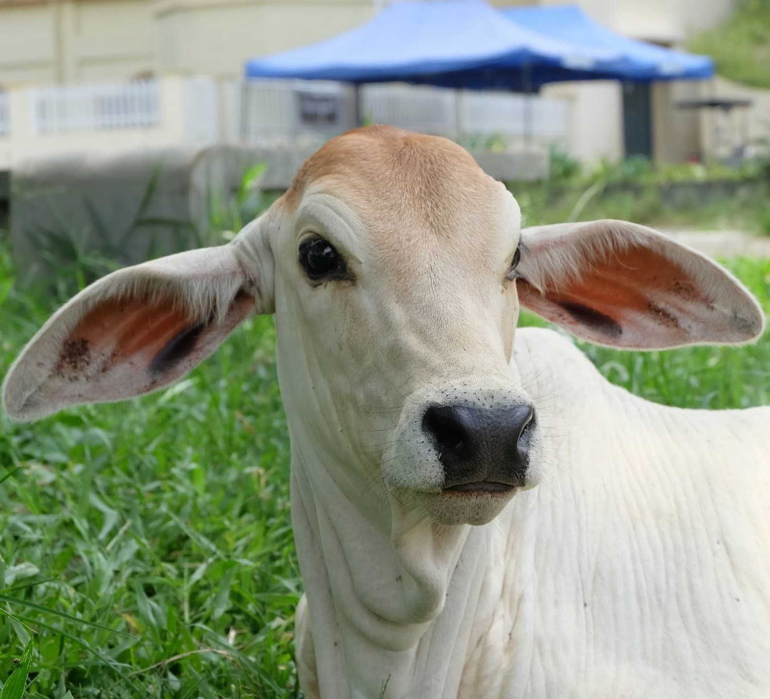 Background Cattle
